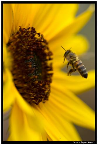 Honey Bee Taking Flight (matted)