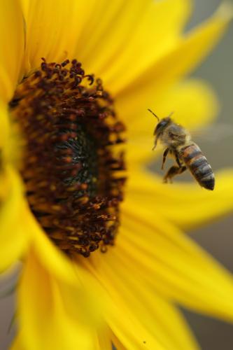 Honey Bee taking flight